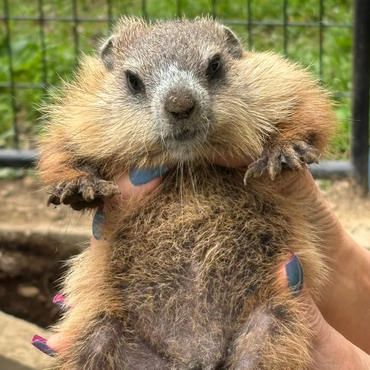 wilburthewoodchuck