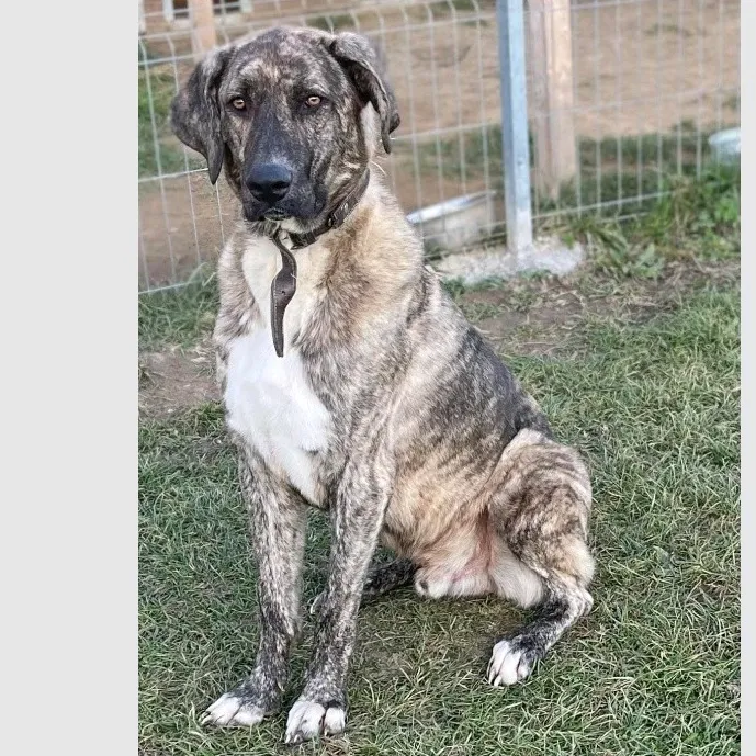 dog_643