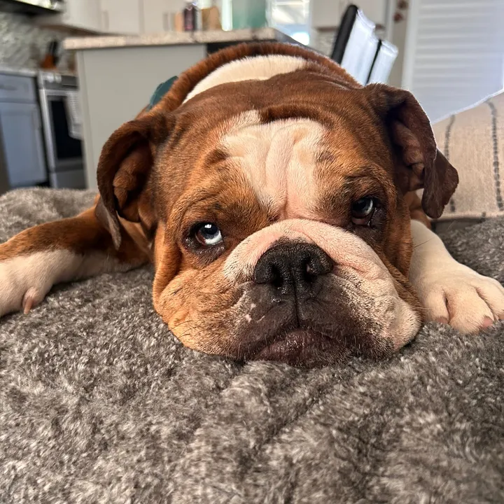 @kapuathebulldog