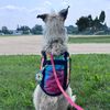 hazelnutservicepup