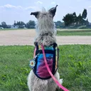 @hazelnutservicepup