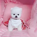 @cutecatbabydog