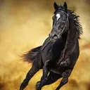 @elsalam101