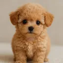 @homeraisedtinypoo