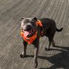 shadowlestaffy