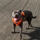 @shadowlestaffy