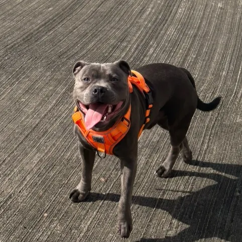 @shadowlestaffy