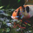 @schalkx.aquatics