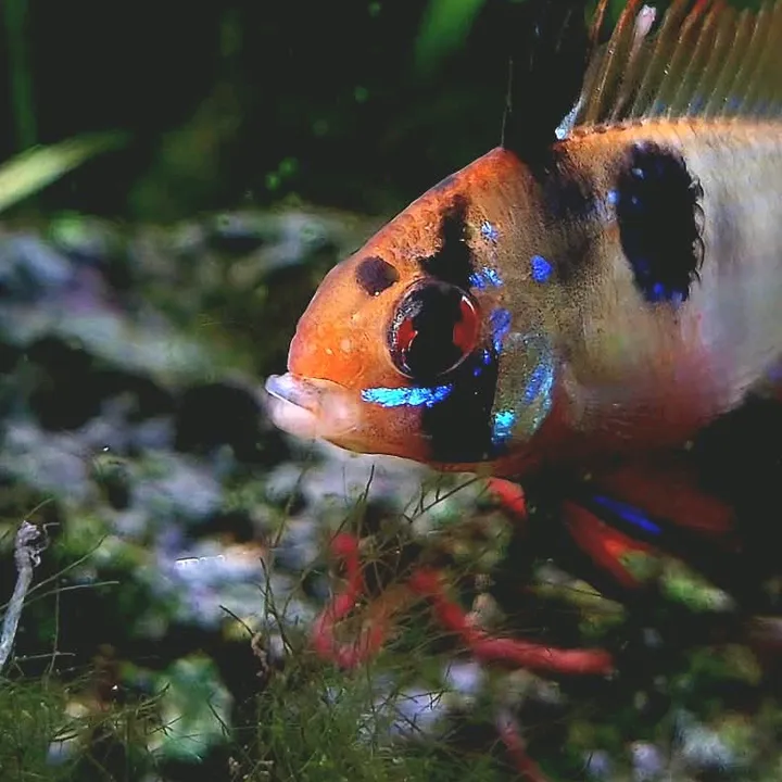 schalkx.aquatics
