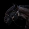 untraitdecheval