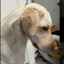 @dark.mutt