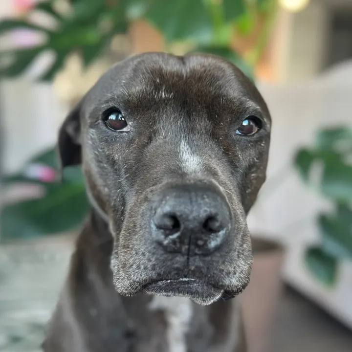 pittie_bt