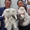 forsycatcattery