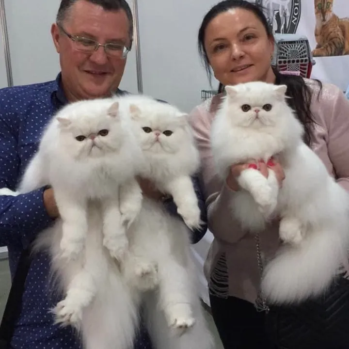 forsycatcattery