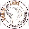 emberlabseleveurlabrador