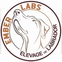 @emberlabseleveurlabrador