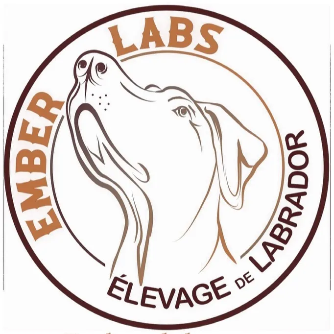 emberlabseleveurlabrador