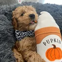 @nood_the_dood