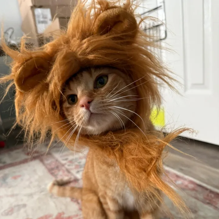 @catmum_stef