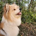 @levi_elo.hundeleben