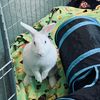 bunniesofeastvalley