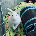 @bunniesofeastvalley