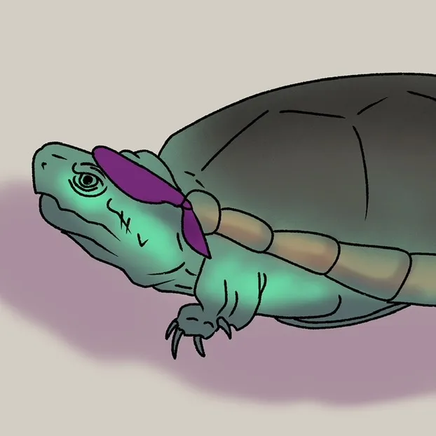 @tortuga6122