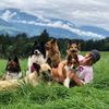 hundeprofi.alex