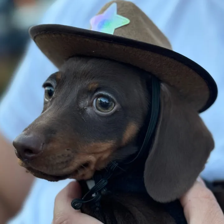willie.thewienerdog