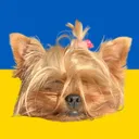 @donnyyorkie