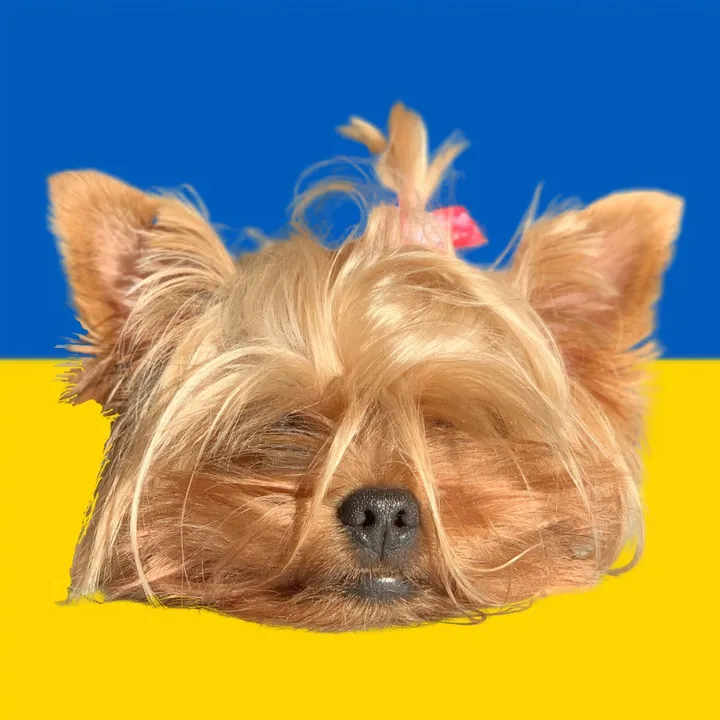 donnyyorkie