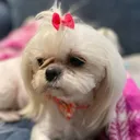 @donna__twilightshihzhu