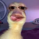 @catmood_dailymix