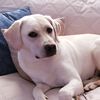 ruby_the_english_lab