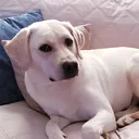 @ruby_the_english_lab