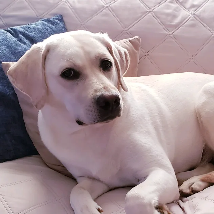 ruby_the_english_lab