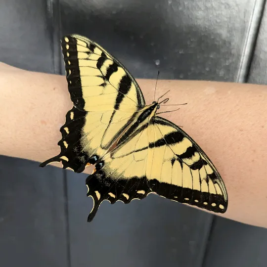 kyralacole