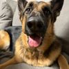 pawfect.finds4
