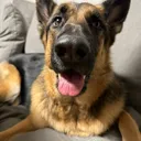 @pawfect.finds4