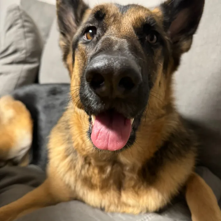 @pawfect.finds4