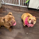 @dogwashla