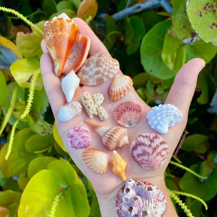 @letsgoshelling