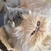 biscotti_and_figaro