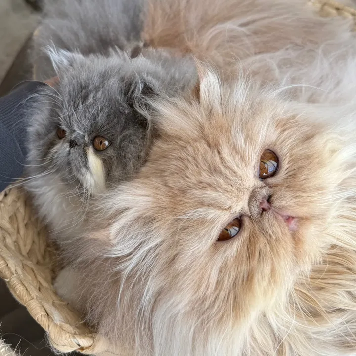 biscotti_and_figaro