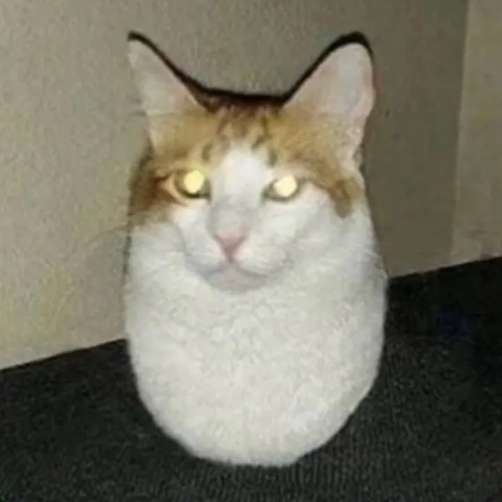 daily.internet.cat