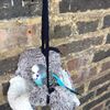 blu_the_budgie5