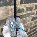 @blu_the_budgie5