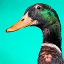@lilquackerz
