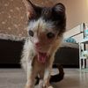 wemakerescues