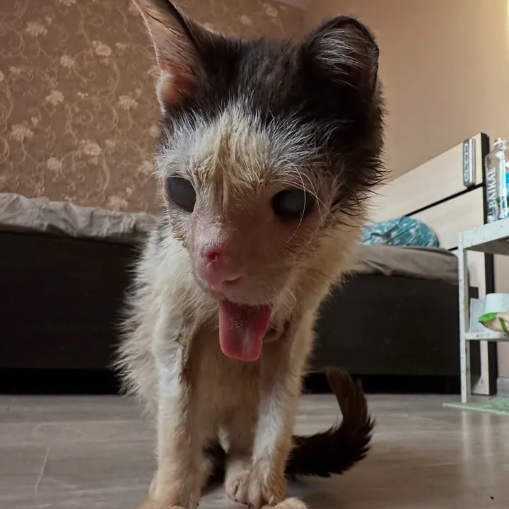 wemakerescues